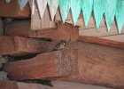 Ringmus Passer Montanus - Lun 10-08-2016 (1)